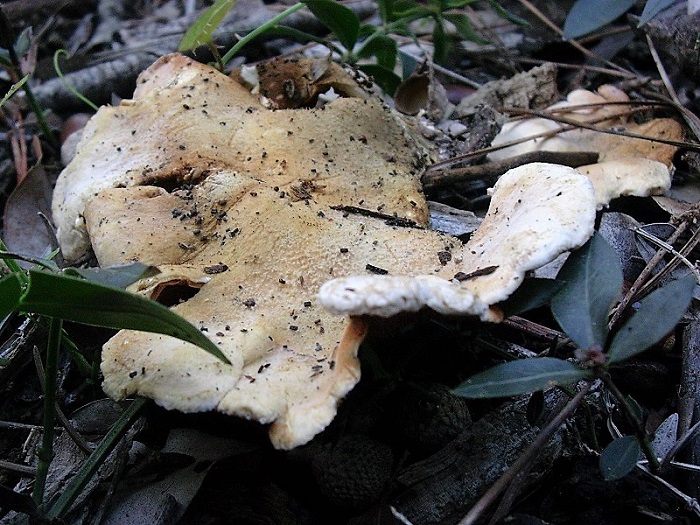 872 Dicembre vecchio  ritrovamento